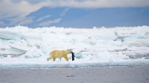 Déplacez vous sur les ours polaires il y a un autre grand prédateur le