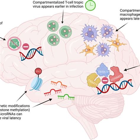 Cns Hiv Persistence And Mechanisms Of Latency There Are Many