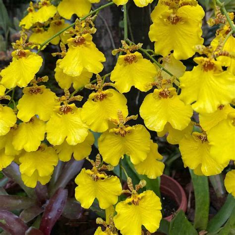 Orqu Dea Oncidium Aloha Como Cuidar Da Conhecida Chuva De Ouro