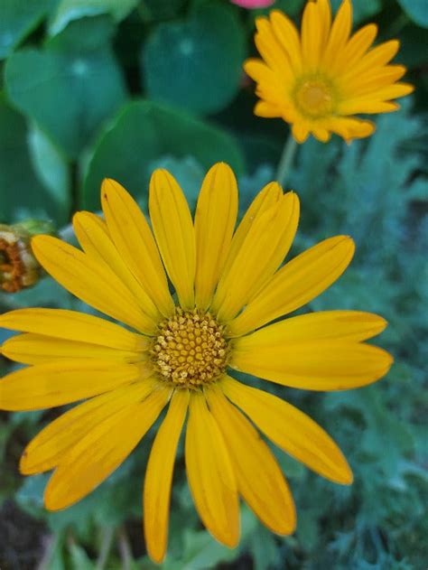 Cape Marigold Dimorphotheca Sinuata African Daisy Seeds Boondie Seeds