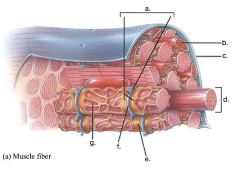 A P Ch Muscle Tissue Labeling Flashcards Quizlet