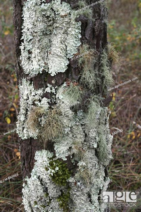 Lichens Foliose Parmelia And Fruticose Usnea Growing On A Pinus