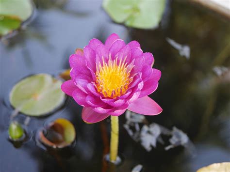 Nymphaea Nareeratana HxT ISG Water Lily Thailand 005