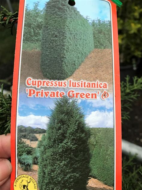 Cupressus Lusitanica Private Green Wholesale Nursery Nurseries In