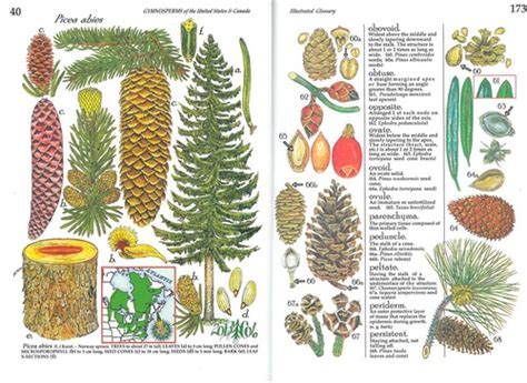 Gymnosperms Flashcards Quizlet