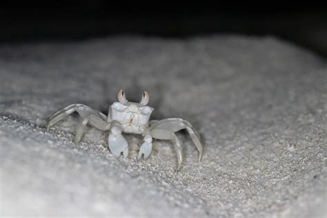 Midway Ghost Crabpallid Ghost Crab Free Photo Rawpixel