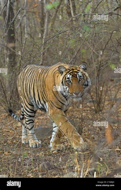 Tigre De Bengala Panthera Tigris Fotografías E Imágenes De Alta