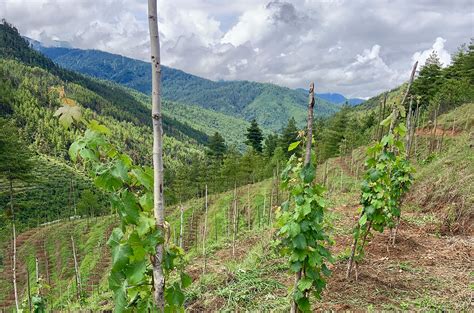 Club dVIN offers members trip to ‘Bhutan’s first wine harvest’ - Decanter