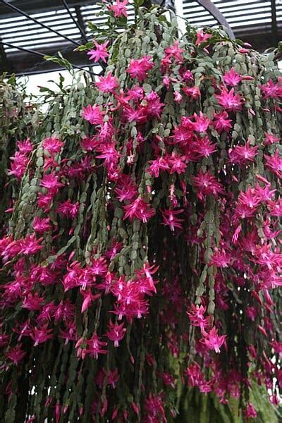 How To Grow A Bigger Christmas Cactus My Amazing Stuff