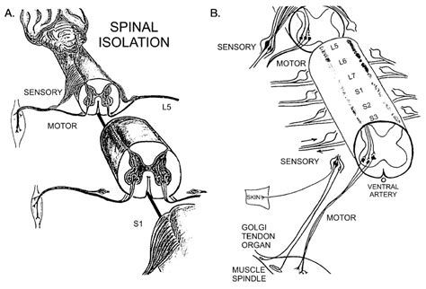 Structure And Function Of A Typical Motor Neurone Disease In Cats