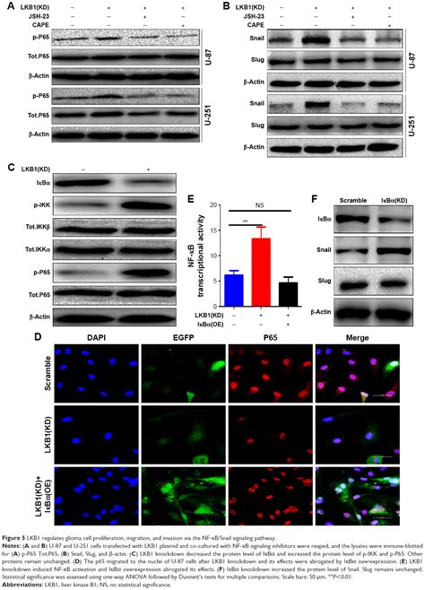 Lkb1 Suppresses Glioma Cell Invasion Via Nf κb Snail Signaling R Ott