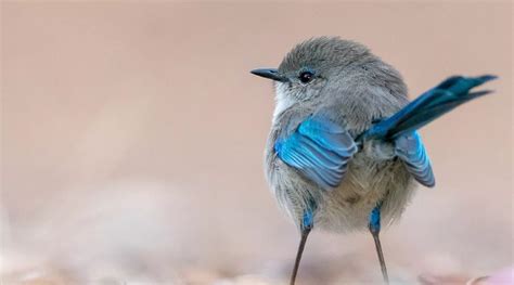 Splendid Fairy-wren - BirdLife Australia