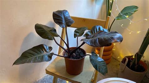 A Beginners Guide To Growing And Caring Black Cardinal Philodendron