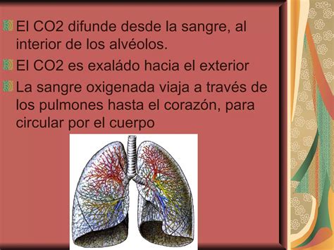 Interpretacion De La Espirometria Ppt