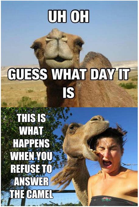 Funny Camel Meme