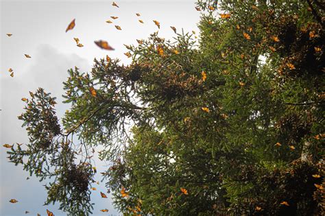 Llega La Mariposa Monarca Al Edom X Santuarios Abren Sus Puertas A La