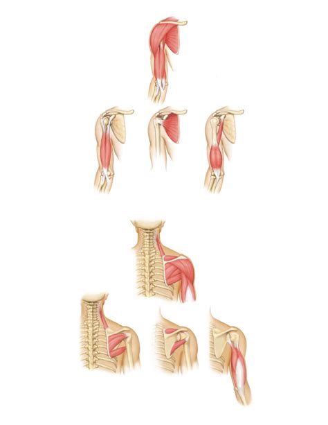 Anatomy Chapter 9 Test Arms Diagram Quizlet