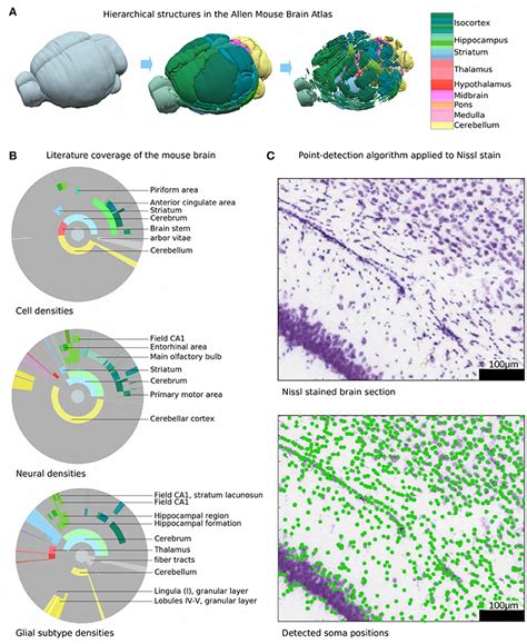 Mouse Brain Regions