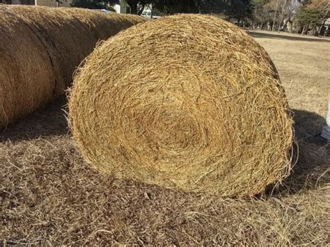 Megafardos De Alfalfa C Mo Conservar Las Propiedades Desde La Cosecha