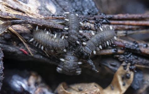 Close Shot of the Fungus Beetle Larvae. Stock Photo - Image of ...