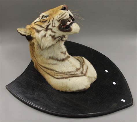 Sold Price A Large And Impressive Taxidermy Specimen Of A Tiger