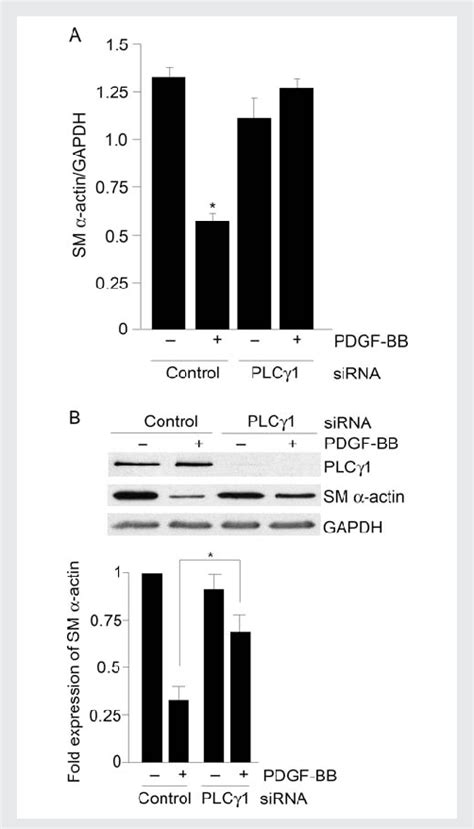 Plcg Knockdown Inhibits Pdgf Induced Repression Of Sm A Actin Gene And