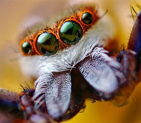 What This Huge Spider Does When It Sees A Laser Pointer Will Leave You ...