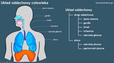 Fiszki Biologia Uk Ad Oddechowy Quizlet