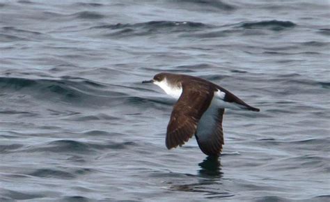 Manx Shearwater