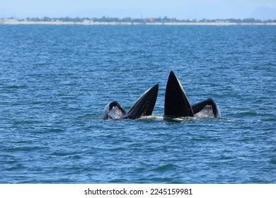 2,318 Bryde’s Whales Images, Stock Photos & Vectors | Shutterstock