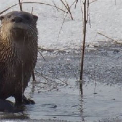 Coastal River Otter Natural History - BiodiversityWorks