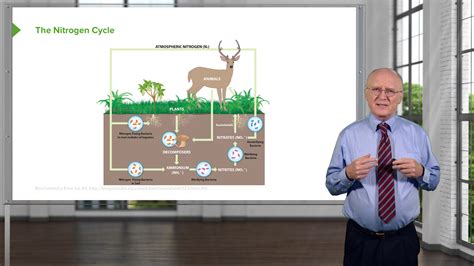 Amino Acid Metabolism Introduction Online Biochemistry Course Lecturio