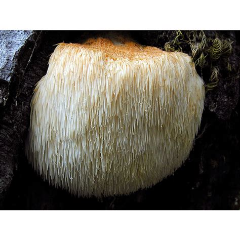 Organic Lions Mane Mushroom Fruiting Body Powder Hericium Erinaceus