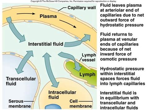 Lab Fluid Compartments Fluid Electrolyte Flashcards Quizlet