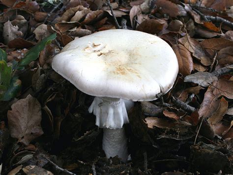 California Fungi: Agaricus sylvicola