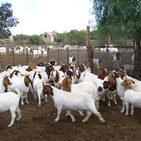 Sirohi Brown Boer Goats Saanen Goats Anglo Nubian Goats Milk 2