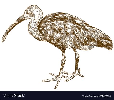 Engraving drawing scarlet ibis Royalty Free Vector Image