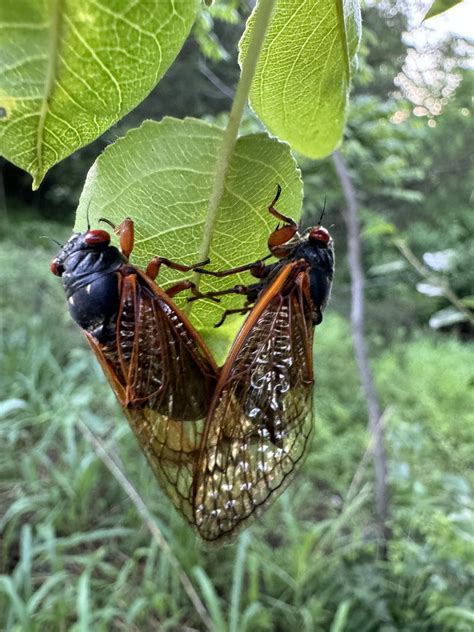 Eastern Iowa Sees Rare Emergence Of Millions Of Noisy Cicadas Radio Iowa