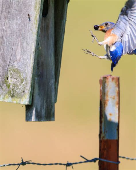 120+ Food Blue Bird Eating Stock Photos, Pictures & Royalty-Free Images ...