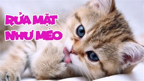 Rửa Mặt Như Mèo Meo Meo Rửa Mặt Như Mèo Bé Mon Nhạc Thiếu Nhi Vui