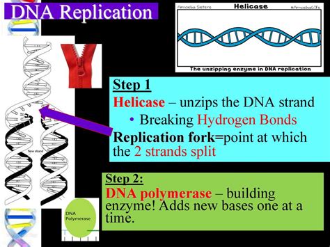 Dna And Replication Practical Ch 12 Page Ppt Download