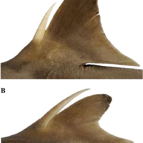 Lateral View Of Squalus Notocaudatus Sp Nov Holotype Csiro H
