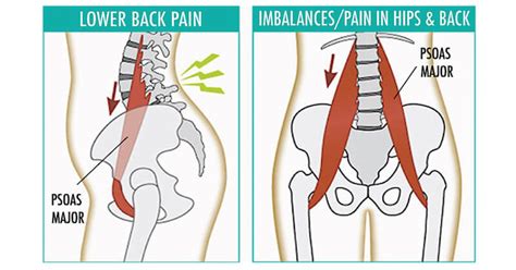 Psoas Muscle Stretches and Exercises | Live Love Fruit