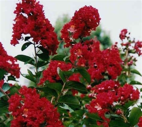 30 Dwarf Red Crape Myrtle Seeds 1195c