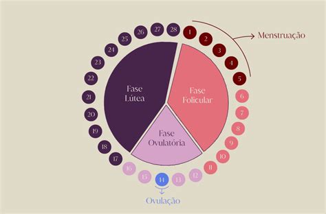 Período fértil quando acontece Como calcular Tem sintomas