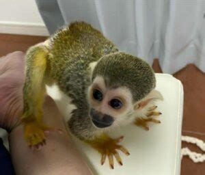 Best Female Squirrel Monkey For Sale Canada And Usa