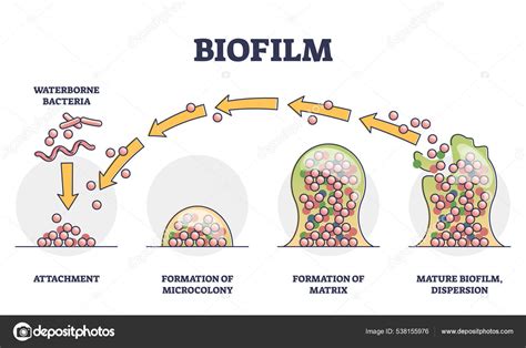 Etapas de formación de biopelículas con diagrama de desarrollo y