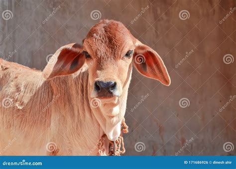 Zebu Calf in Farm,beautiful View of Gir Gya,gir Cow Calf,indian Gujarat ...