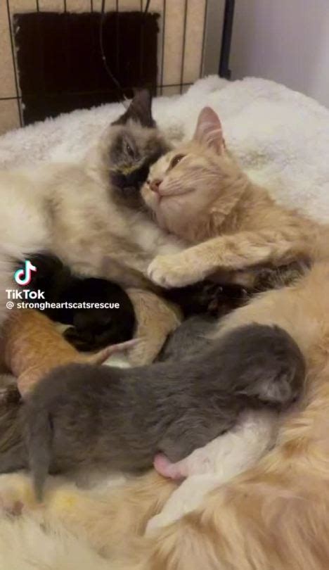 Crying Over These Lesbian Cats Tumbex