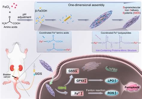 纳米人 Jacs：含铁的类蛋白超分子铁递送系统用于铁死亡肿瘤治疗